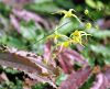 Epimedium Spine Tin...